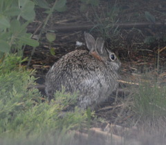 Sylvilagus floridanus