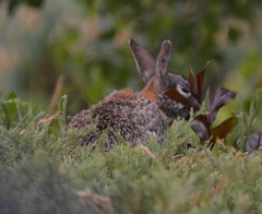 Sylvilagus floridanus
