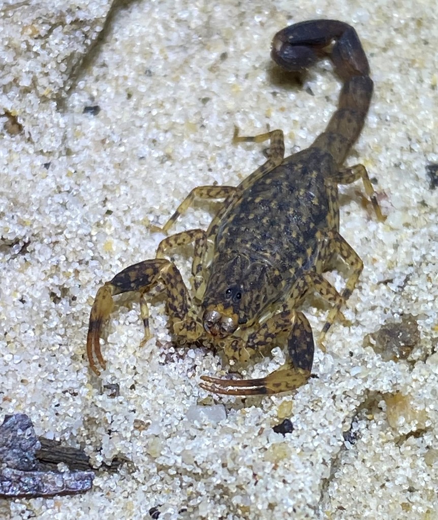 Marbled Scorpion