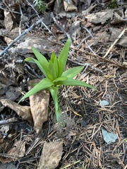 Lilieae