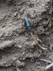 Opsimus quadrilineatus