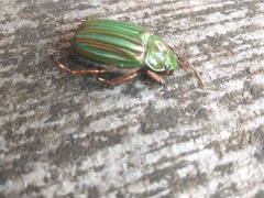 Chrysina adelaida