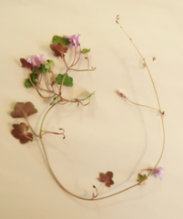 Cymbalaria muralis