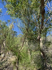 Acacia juncifolia