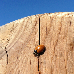 Hippodamia quinquesignata