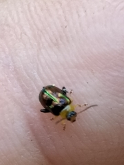 Thrasychroma albicollis