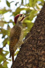 Campethera bennettii bennettii