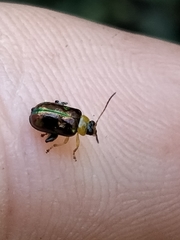 Thrasychroma albicollis