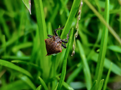Metcalfiella erecta