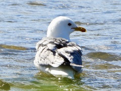 Larus californicus