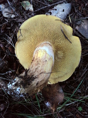 Suillus caerulescens image