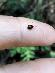 Thrasychroma albicollis