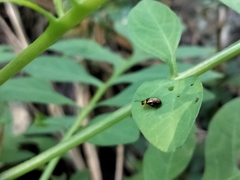 Thrasychroma albicollis