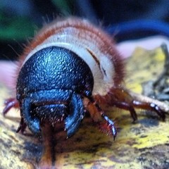 Scarabaeidae