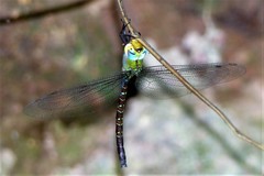 Heliaeschna uninervulata