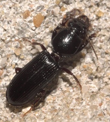 Clivina