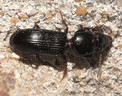 Clivina