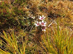 Gentianella concinna
