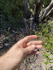 Digitaria parviflora