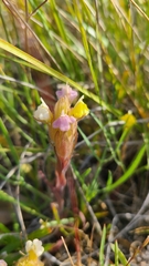 Castilleja rubicundula