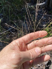 Digitaria parviflora