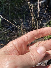Digitaria parviflora