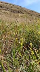 Castilleja rubicundula