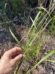 Digitaria parviflora