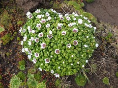 Gentianella cerina