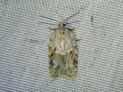 Acleris placidana