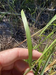 Digitaria parviflora