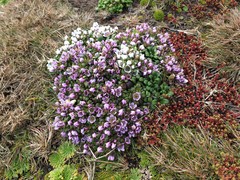 Gentianella cerina