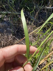 Digitaria parviflora