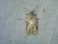 Acleris placidana