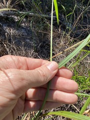 Digitaria parviflora
