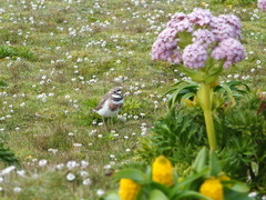 Charadrius bicinctus exilis
