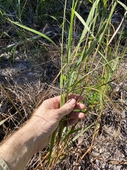 Digitaria parviflora