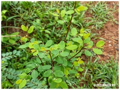 Phyllanthus reticulatus