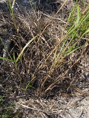 Digitaria parviflora