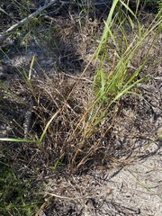 Digitaria parviflora