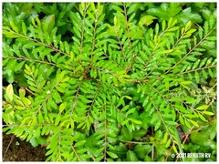 Phyllanthus myrtifolius