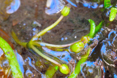 Lilaeopsis polyantha