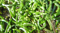 Lilaeopsis polyantha