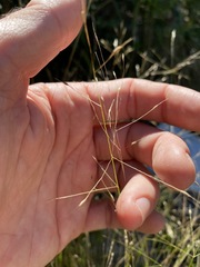 Eriachne pallescens