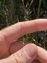 Eriachne pallescens