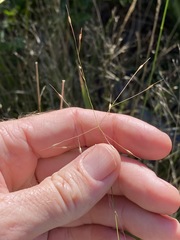 Eriachne pallescens