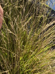 Eriachne pallescens