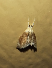 Glaphyria fulminalis