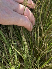 Eriachne pallescens