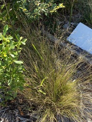 Eriachne pallescens